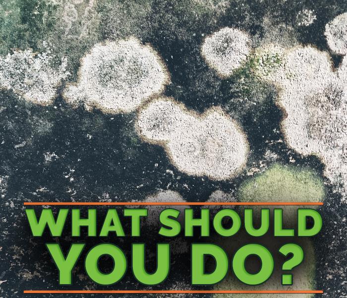 The words "What should you do?" with mold growth in the background.