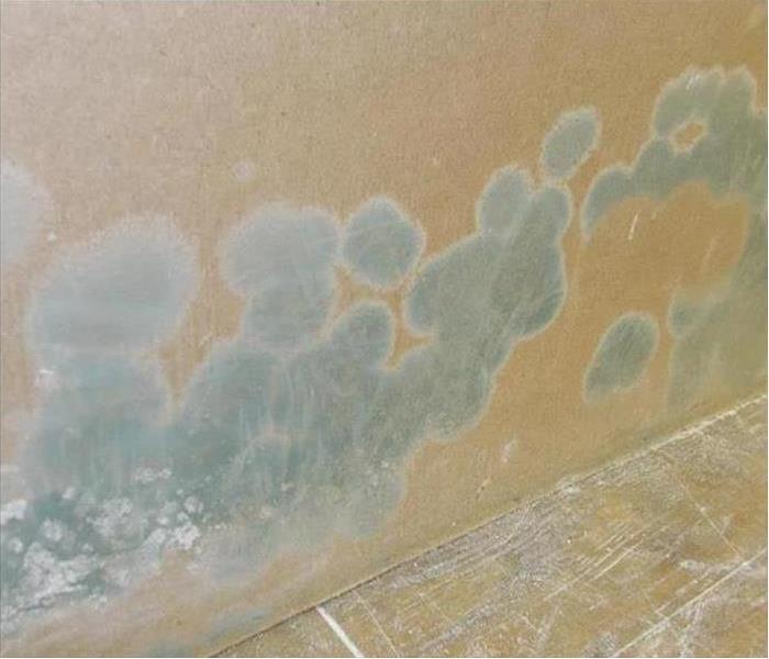 Green spots of mold in a wall