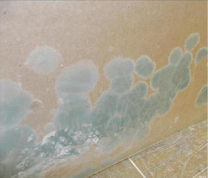 Green mold growth on drywall
